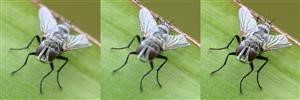 Spy Net Para Android